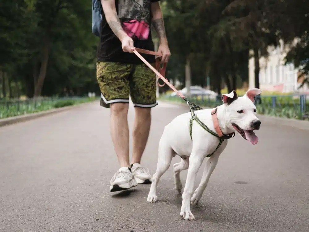 How To Prevent A Dog From Peeing On The Carpet? 4 Methods