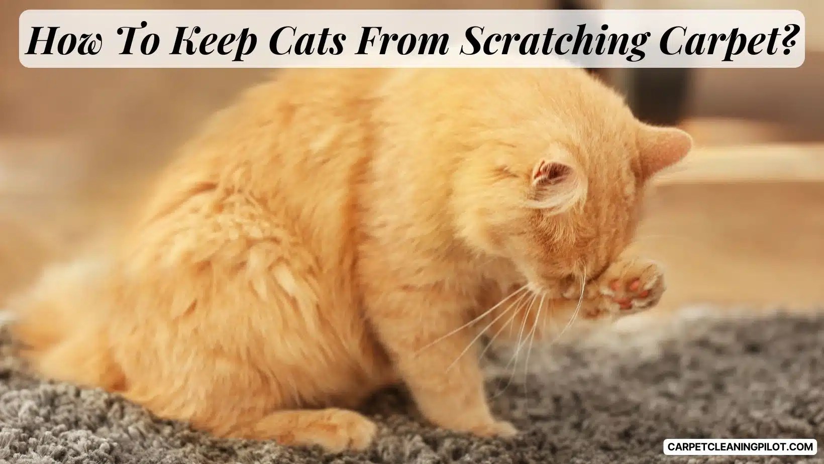How To Keep Cats From Scratching Carpet? 6 SimpleWays!