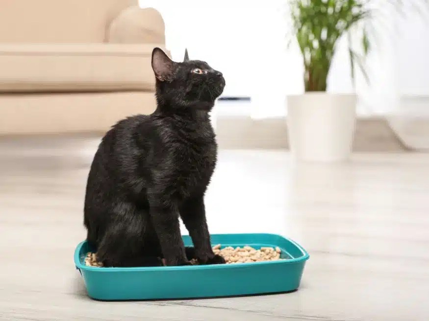 How To Get Cats To Stop Peeing On Carpet? 7 EffectiveSteps!