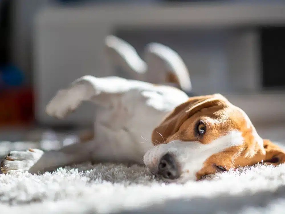 Why Do Dogs Rub Themselves On The Carpet? Causes & Hacks!