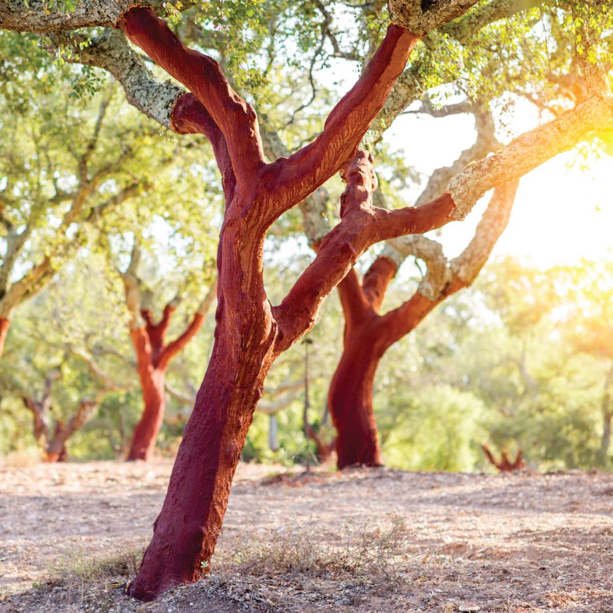 Choosing the Right Area Rug Carpet Plus Flooring Store in