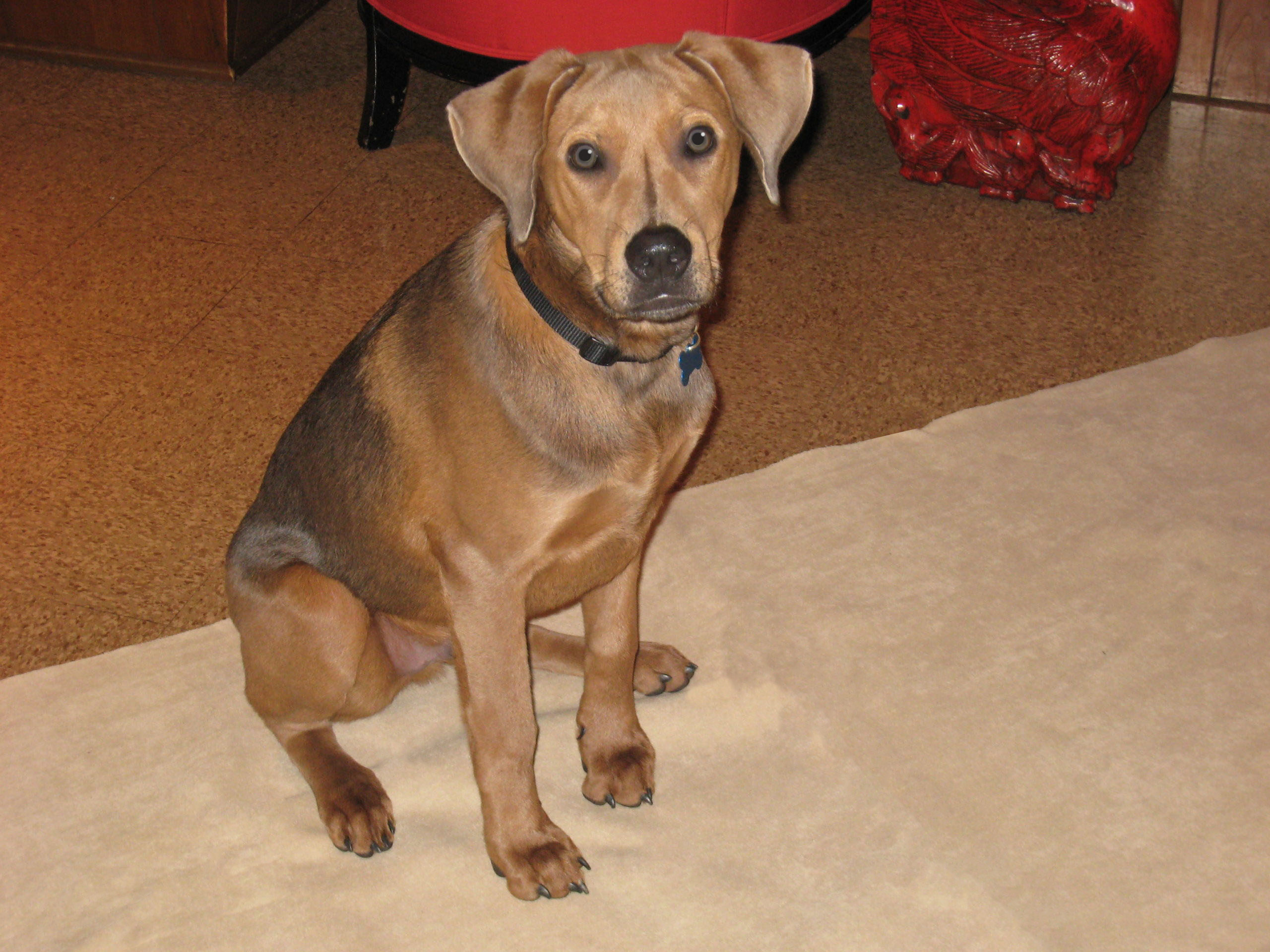 Pet Carpet Protector CarpetSaver