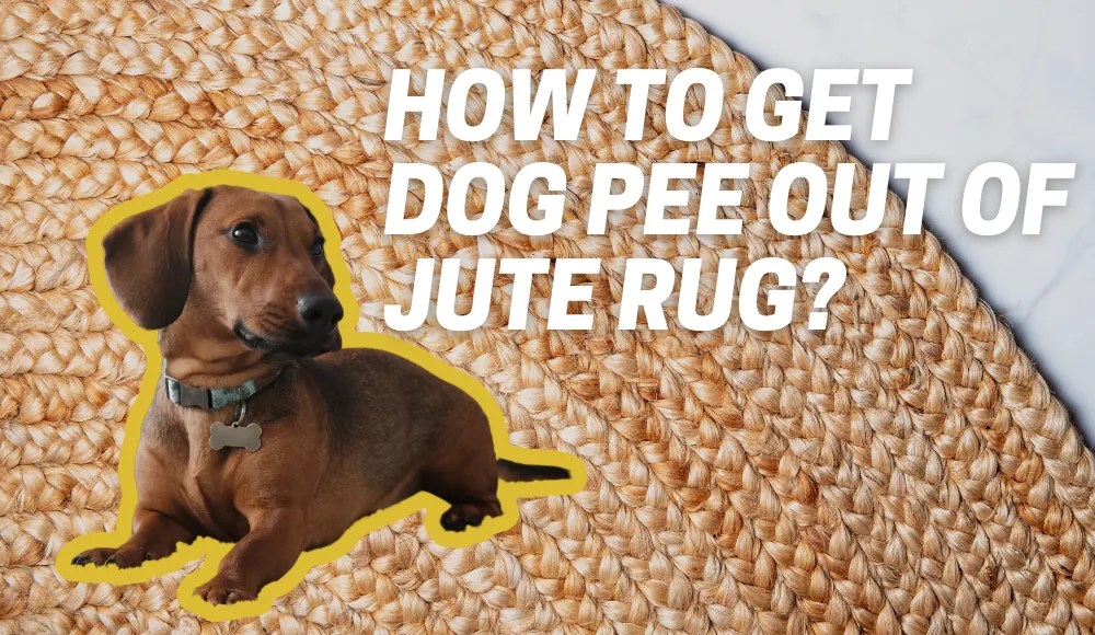 How to Get Dog Pee Out of Jute Rug? CarpetsMatter