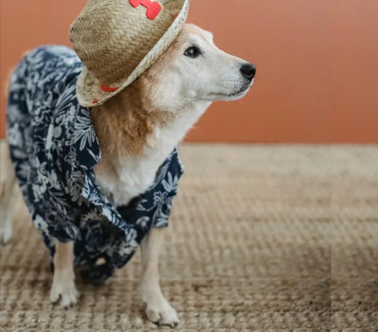 How to Get Dog Pee Out of Jute Rug? CarpetsMatter