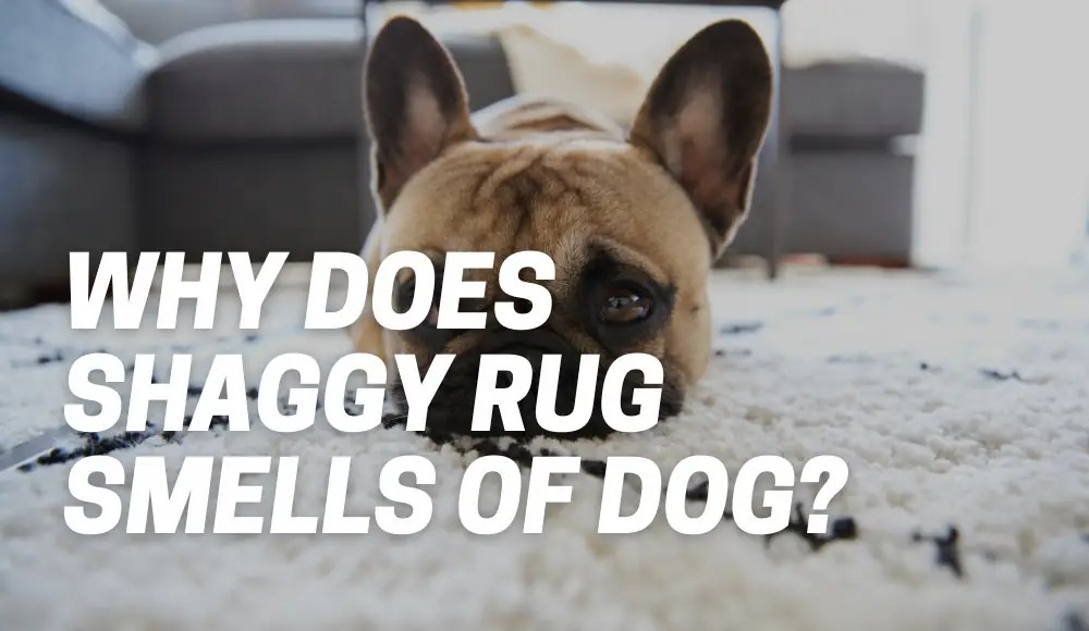 Shaggy Rug Smells of Dog Why and What to Do? CarpetsMatter