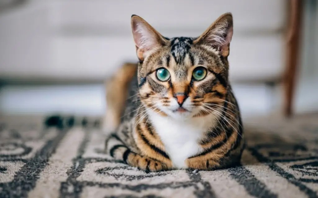 Do Cats Like Carpet Floors? [The Feline Preferences] CarpetsMatter