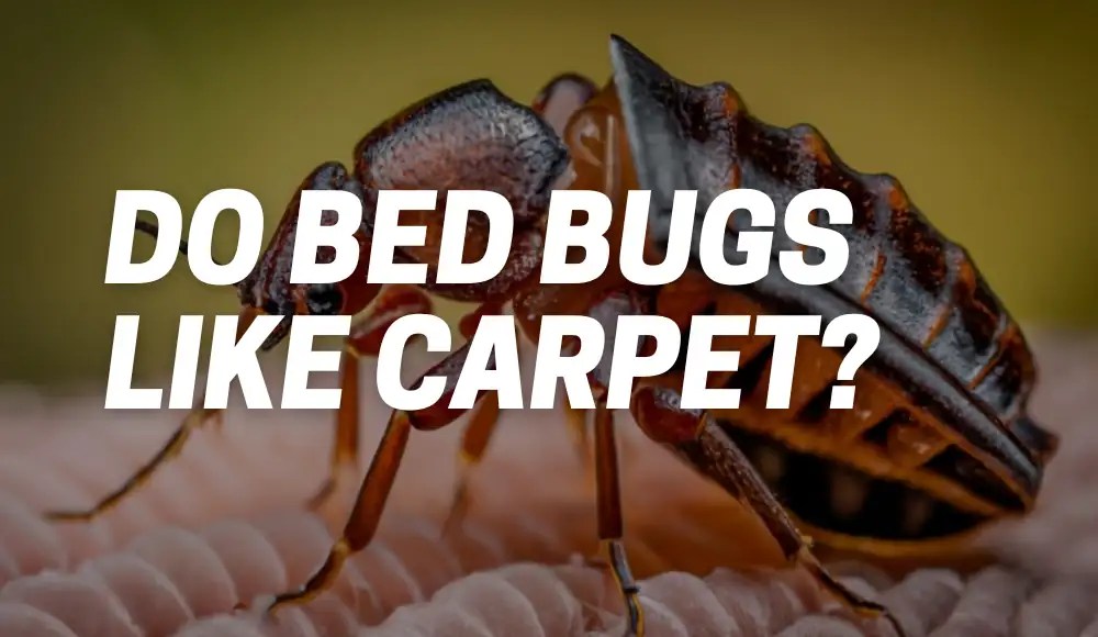 Do Bed Bugs Like Carpet? [The Unwanted Roommates] CarpetsMatter