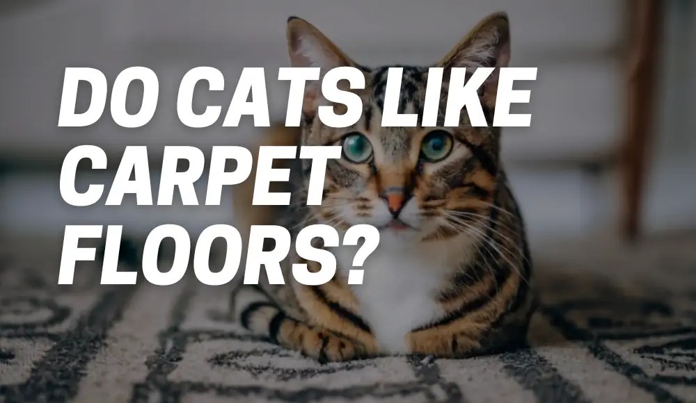 Do Cats Like Carpet Floors? [The Feline Preferences] CarpetsMatter