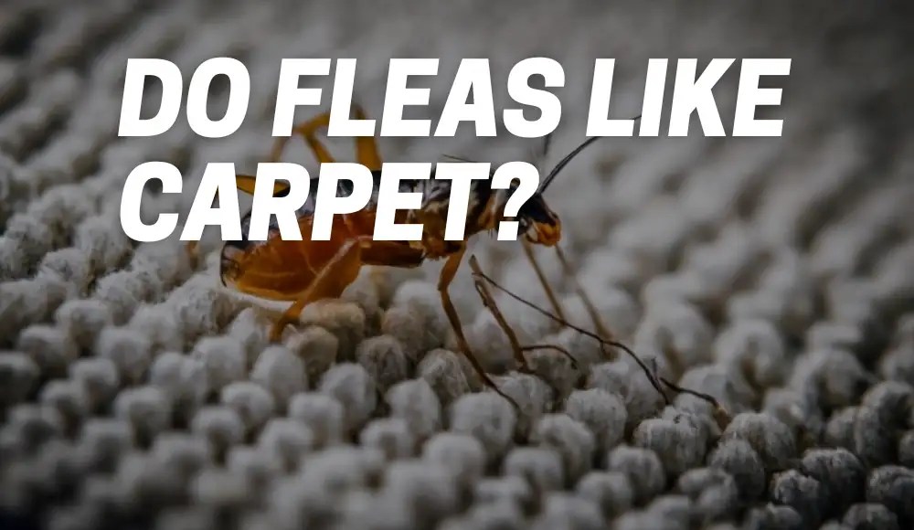 Do Fleas Like Carpet Unraveling the Mystery CarpetsMatter
