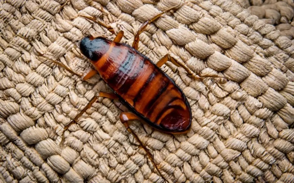 Do Roaches Like Carpet? CarpetsMatter