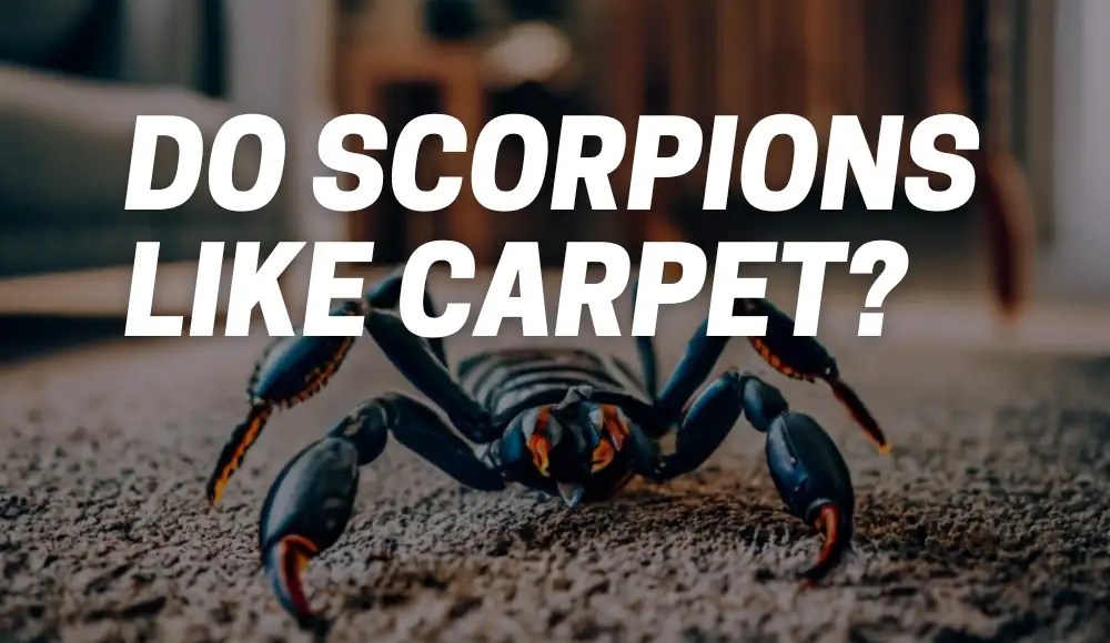Do Scorpions Like Carpet? [Preventing Scorpion Infestations