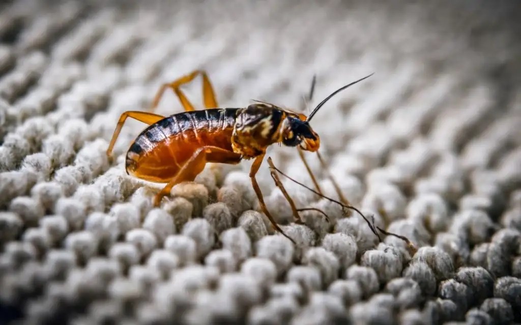 Do Fleas Like Carpet Unraveling the Mystery CarpetsMatter