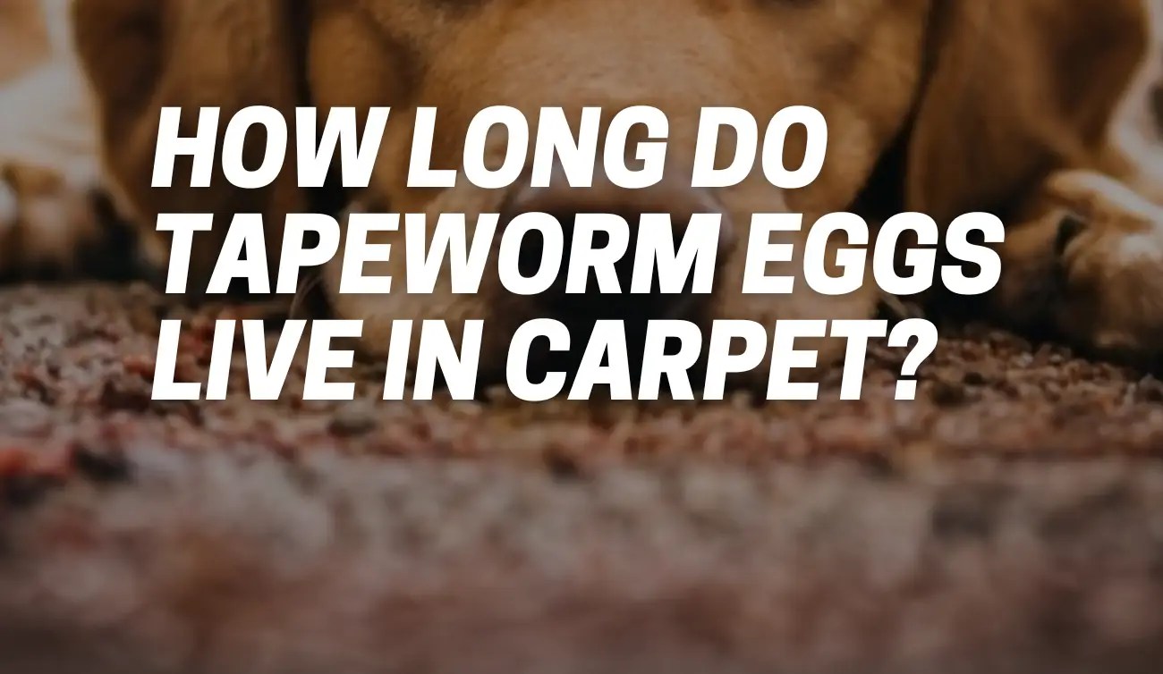 How Long Do Tapeworm Eggs Live in Carpet? [FAQ Guide] CarpetsMatter