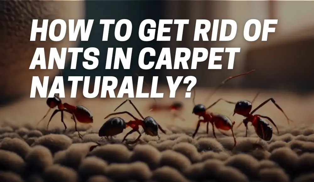 How To Get Rid of Ants in Carpet Naturally? [Get Help] CarpetsMatter