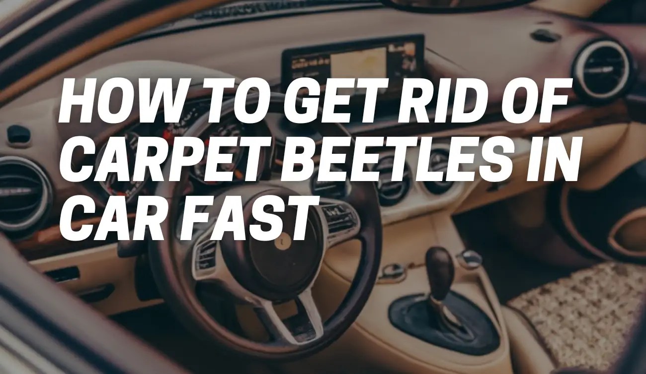 How to Get Rid of Carpet Beetles in Car Fast [101 Guide] CarpetsMatter