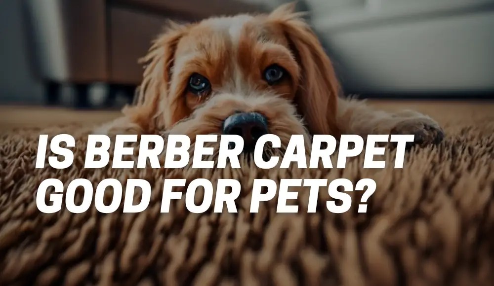 Is Berber Carpet Good For Pets? [Pawsitive Choice] CarpetsMatter