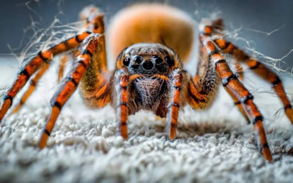 Do Spiders Like Carpet? [The Arachnid Intrigue] CarpetsMatter
