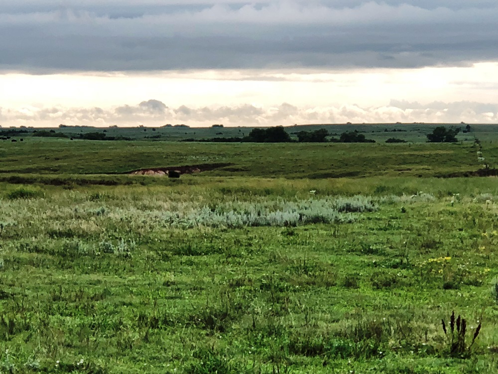 320 Acres Ellsworth County Pasture Carr Auction & Real Estate