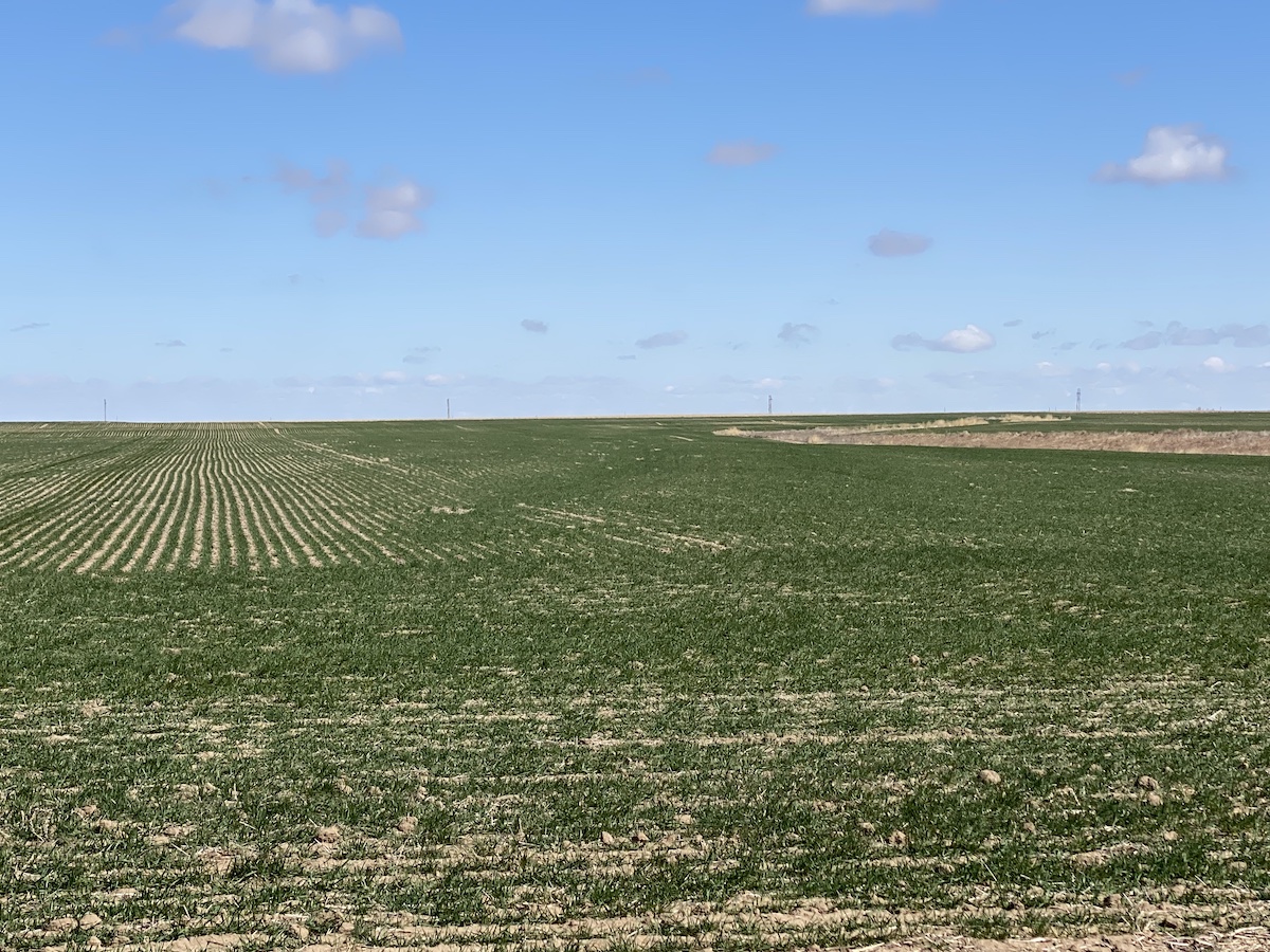 320 Acres (2 TRACTS) Pawnee County Dryland Carr Auction & Real Estate