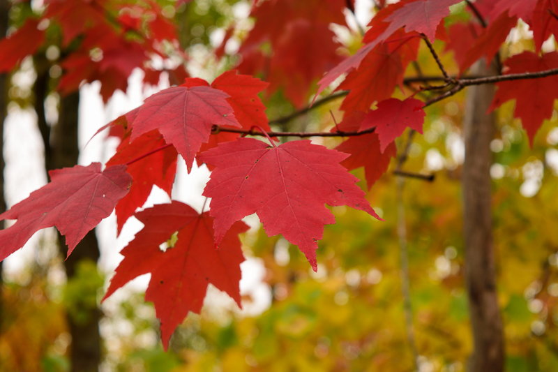 Different types of maple tree leaves specialskool
