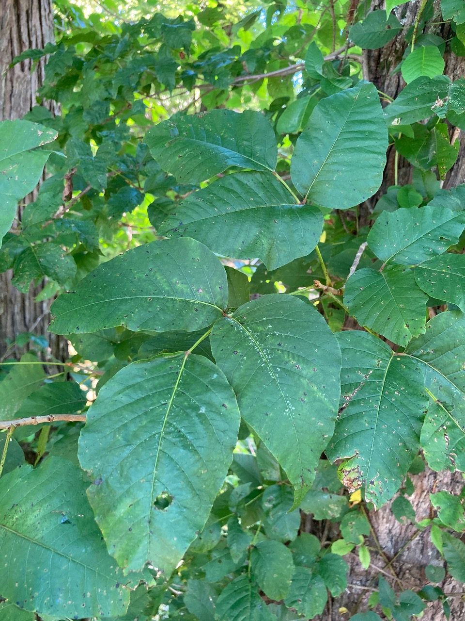 Extension Notes Identifying and taming poison ivy