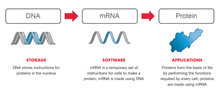 Who is Moderna Inc, & what is their mRNA1273 Vaccine? Carter Heavy