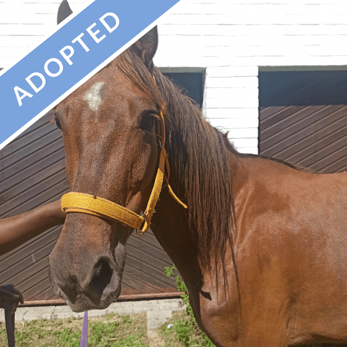 Mercy Cart Horse Protection Association