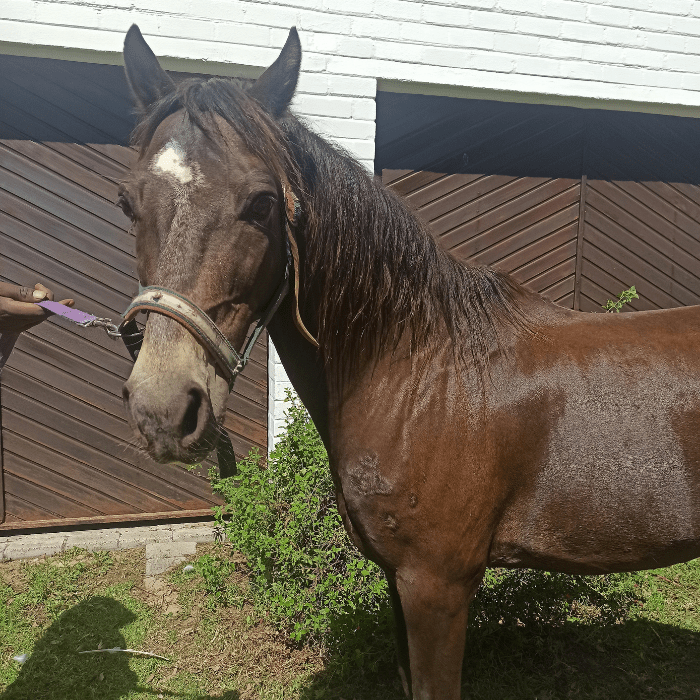 Inspector Cart Horse Protection Association