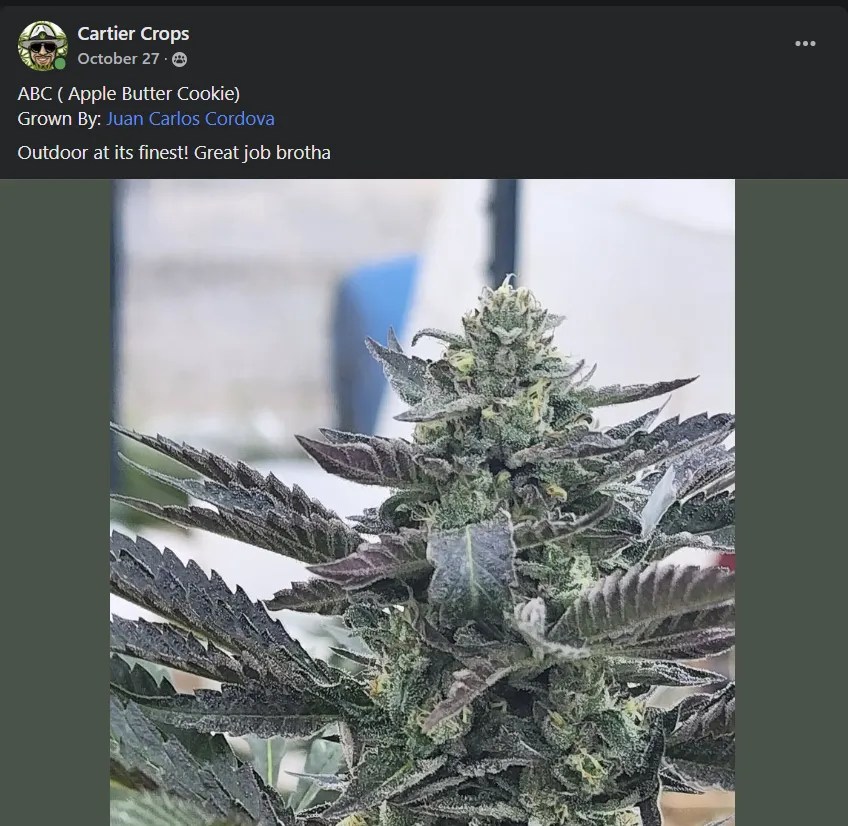 APPLE BUTTER COOKIE STRAIN// 6 Seeds Cartier Crops