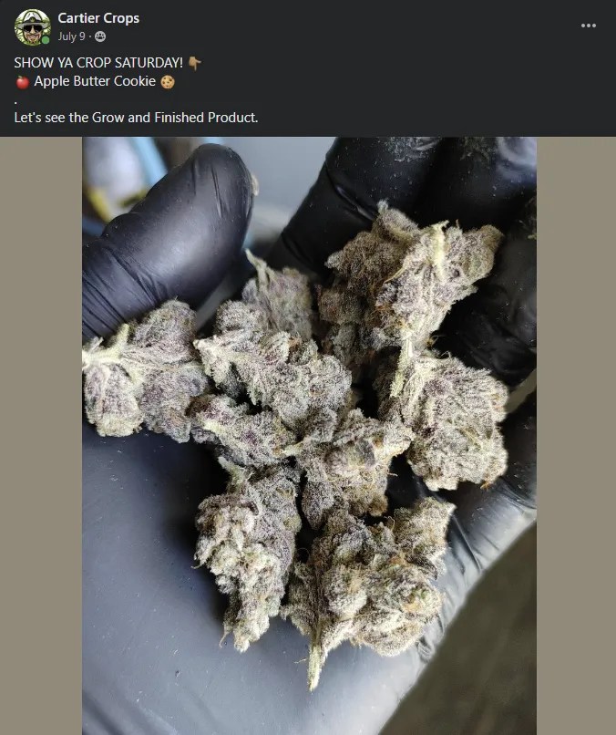 APPLE BUTTER COOKIE STRAIN// 6 Seeds Cartier Crops