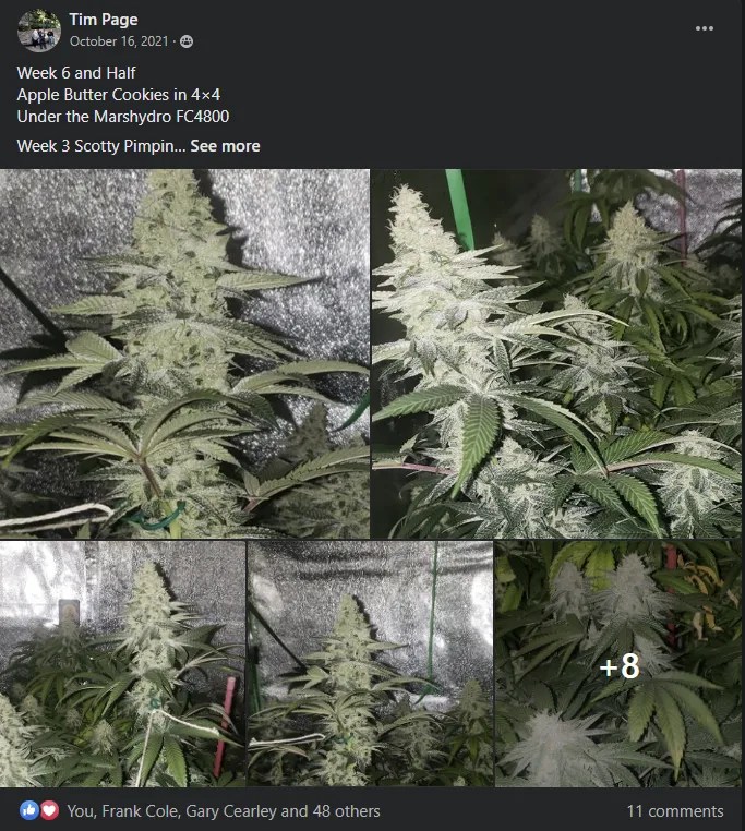 APPLE BUTTER COOKIE STRAIN// 6 Seeds Cartier Crops