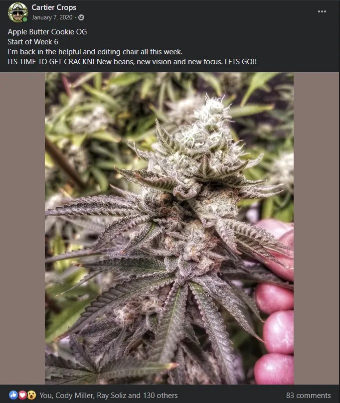 APPLE BUTTER COOKIE STRAIN// 6 Seeds Cartier Crops