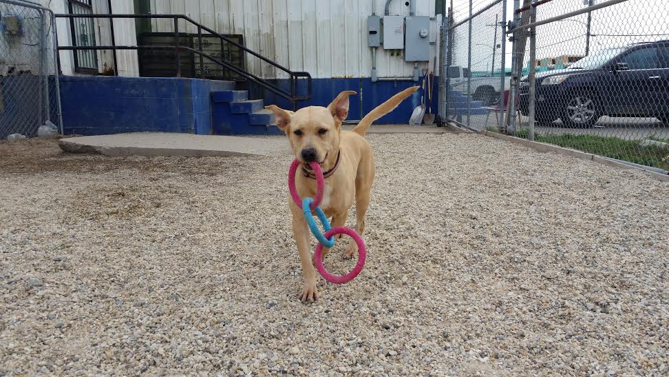 Villalobos Rescue Center Cartogramme