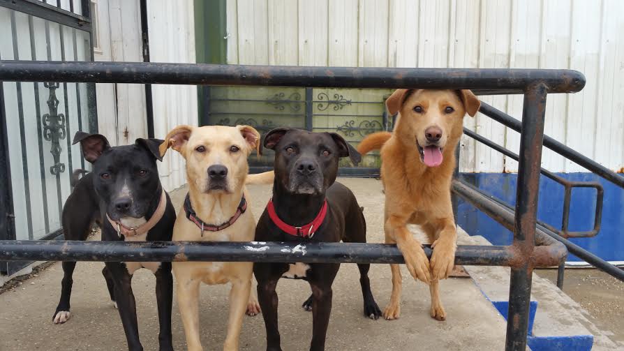 Villalobos Rescue Center Cartogramme