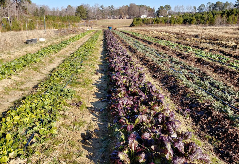 Good Hope Farm Hits Milestone, Opens Produce Stand CaryCitizen Archive