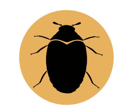 carpet beetle