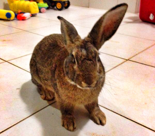 ¿Has perdido tu conejo? Casa de Campo Living