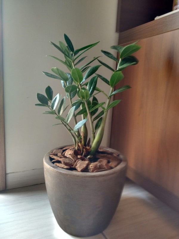 Plantas de Sombra 【2020】 13 Espécies Incríveis para Cuidar!