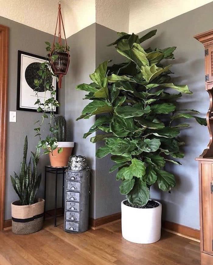 Ficus Lyrata Cuidados Essenciais e Ideias de Decoração