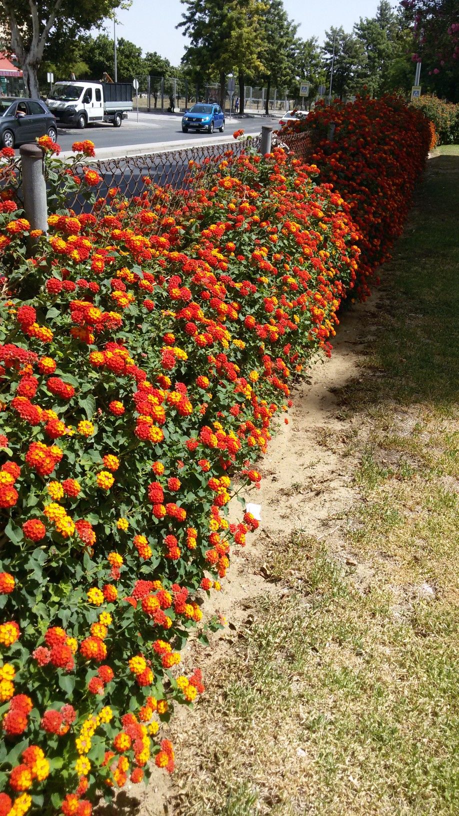 Lantana como cultivar a flor que muda de cor?