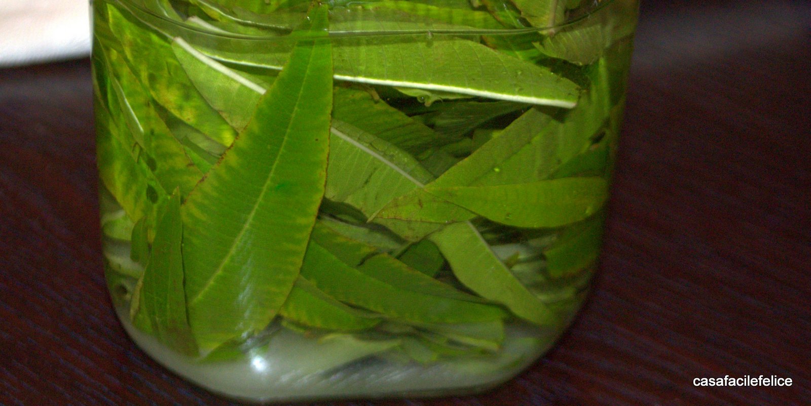 Casa facile felice ricetta grappa con erba luisa (cedrina o luigia)