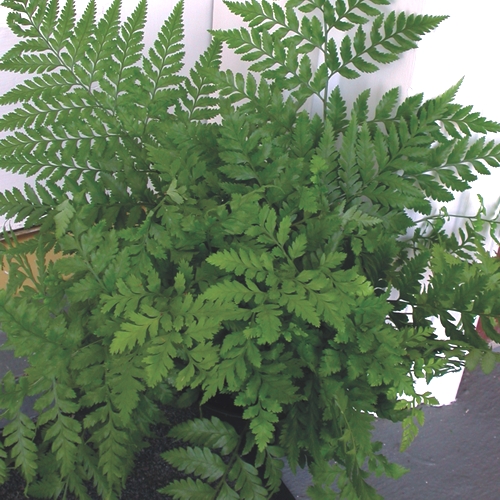 Leatherleaf Fern Casa Flora