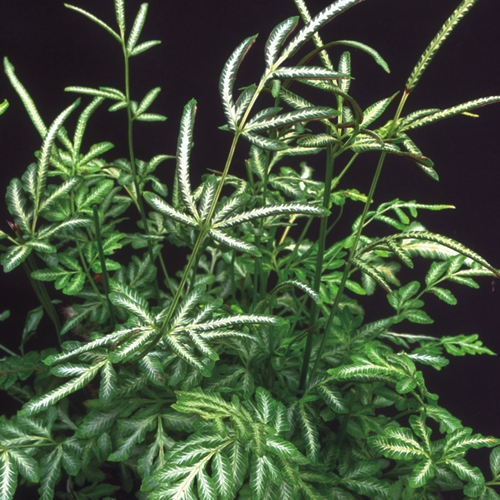 Variegated Brake Fern (Evergemiensis) Casa Flora