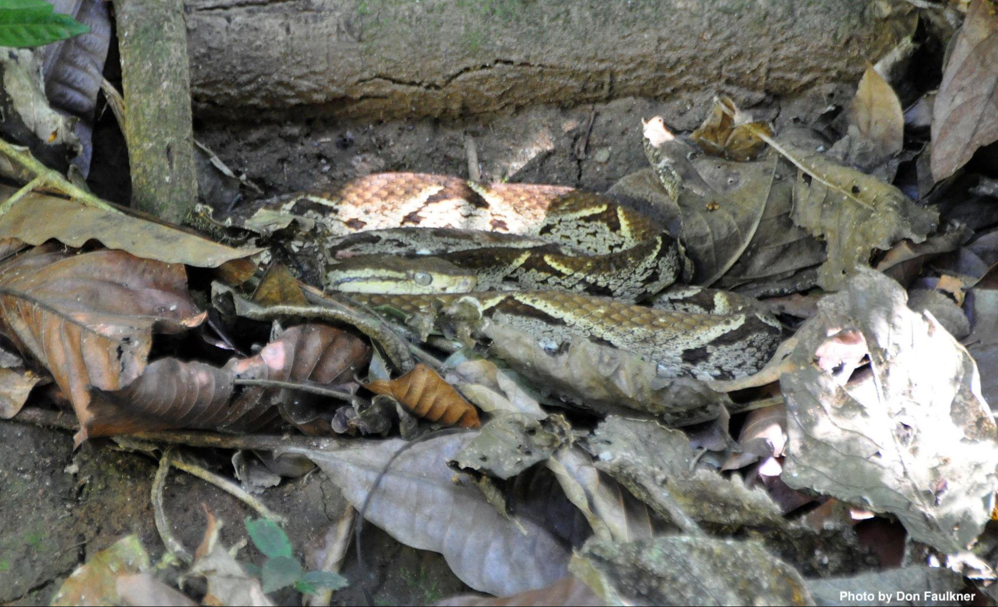 Venomous Snakes of Costa Rica Casa Roja