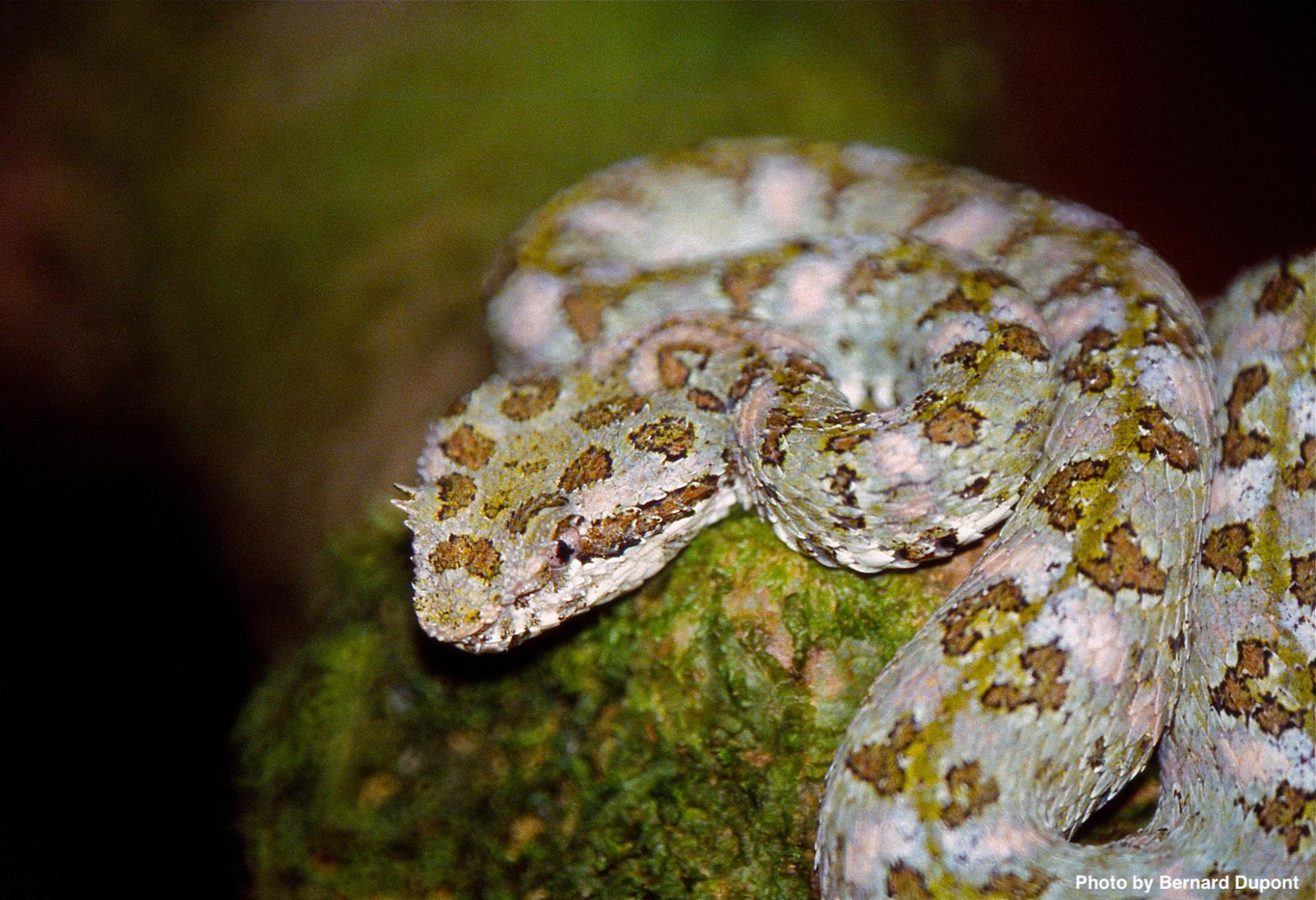 Venomous Snakes of Costa Rica Casa Roja