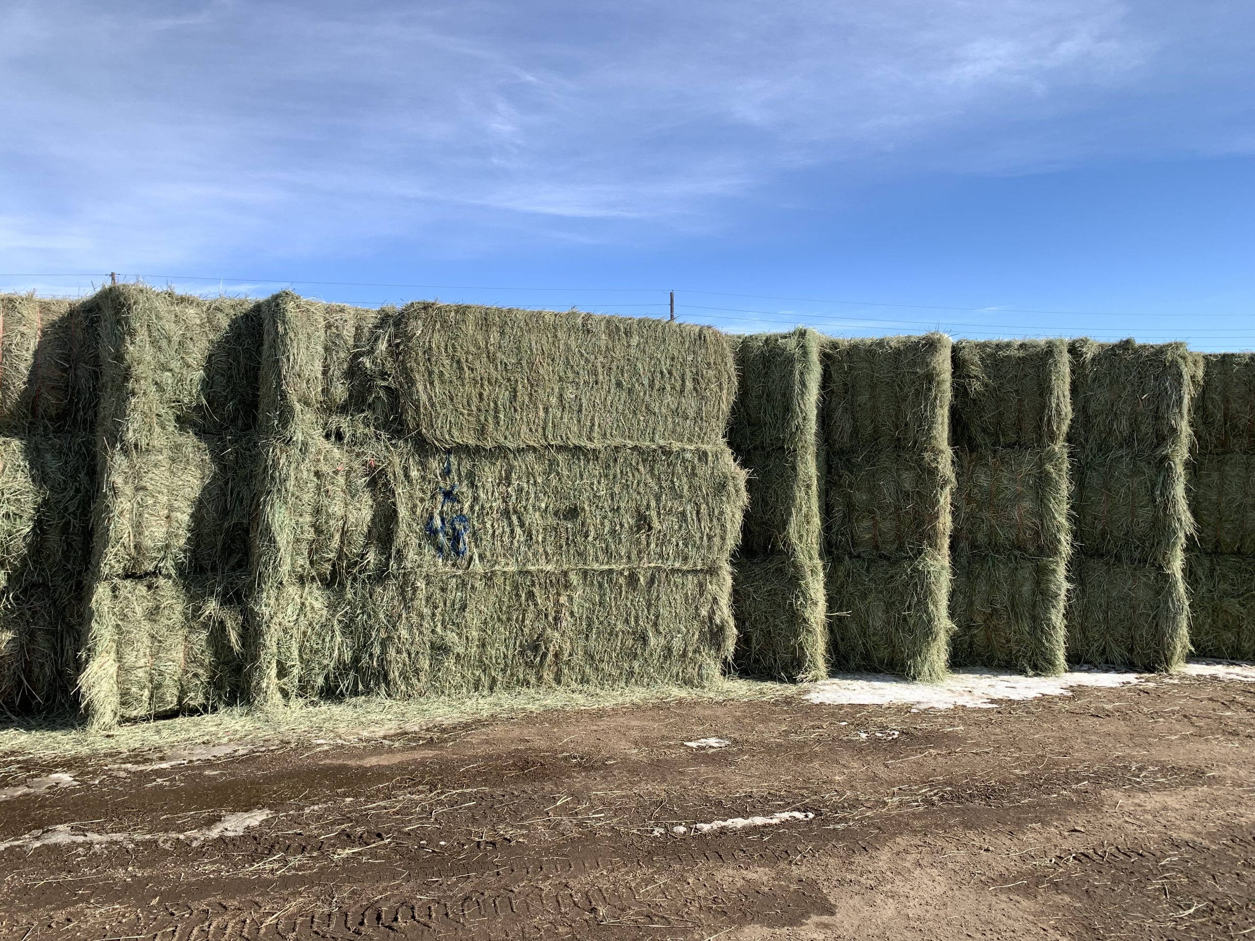 IMG_7531 Centennial Livestock Auction Co.