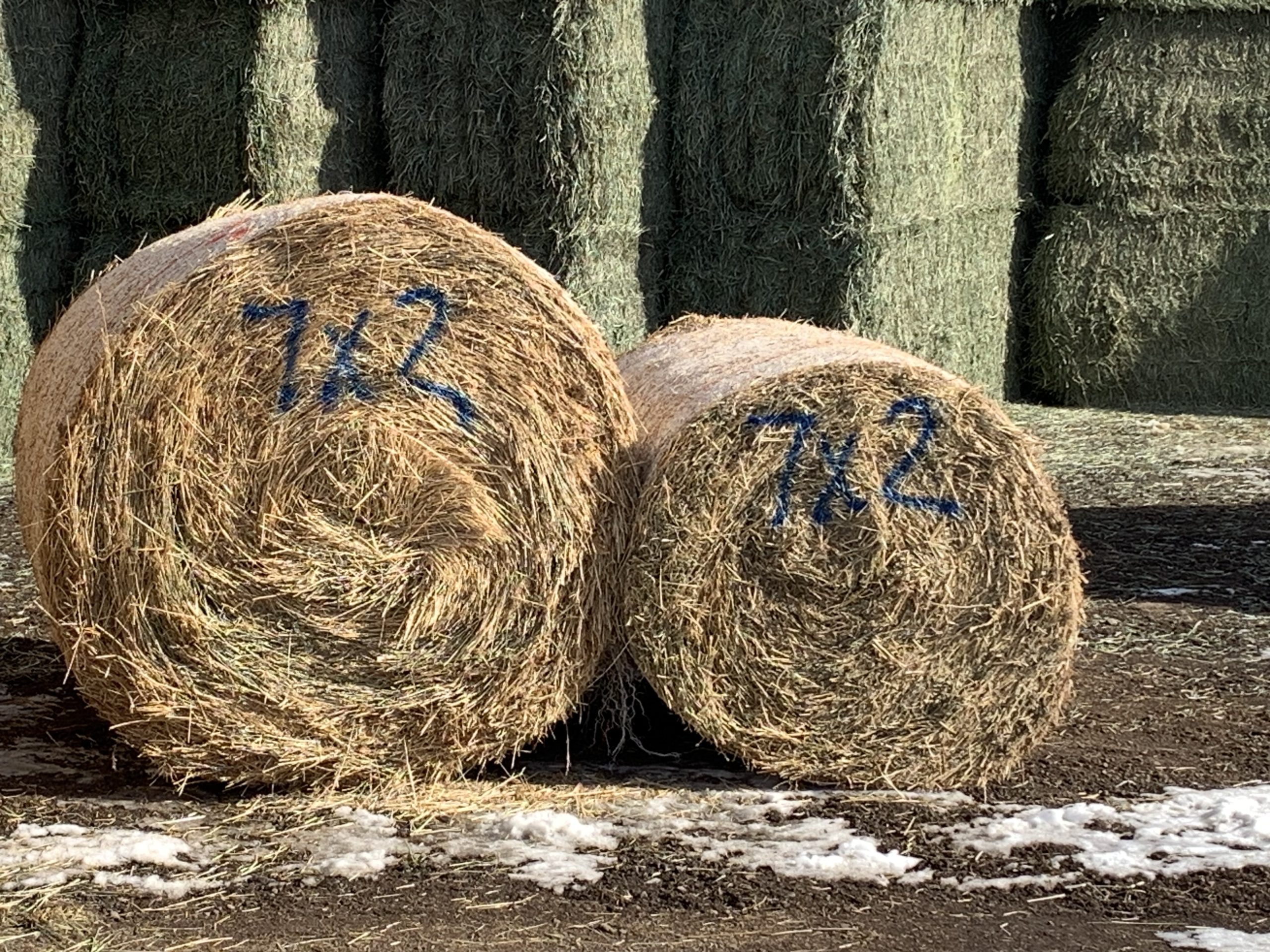 IMG_7537 Centennial Livestock Auction Co.