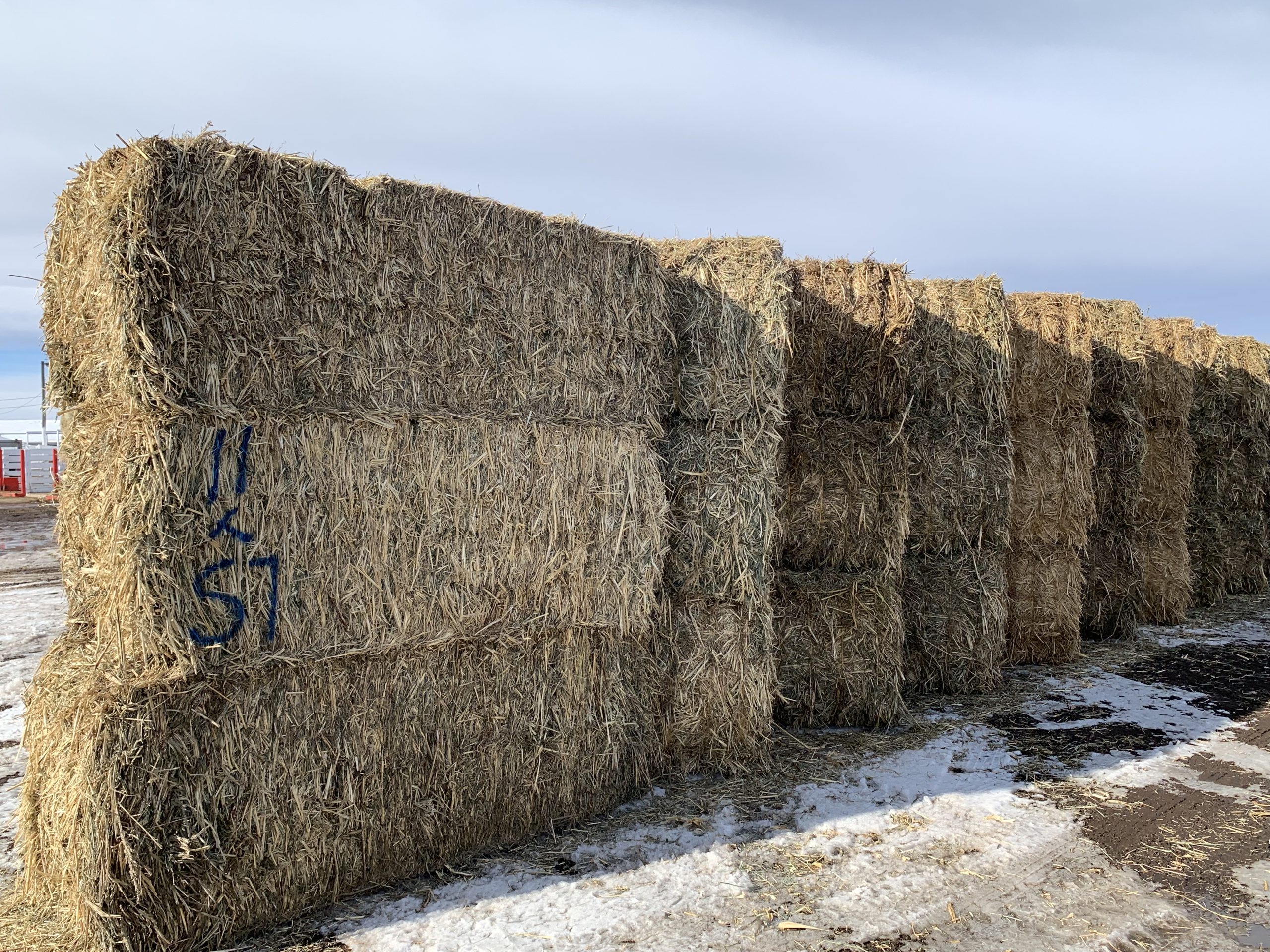 IMG_7541 Centennial Livestock Auction Co.