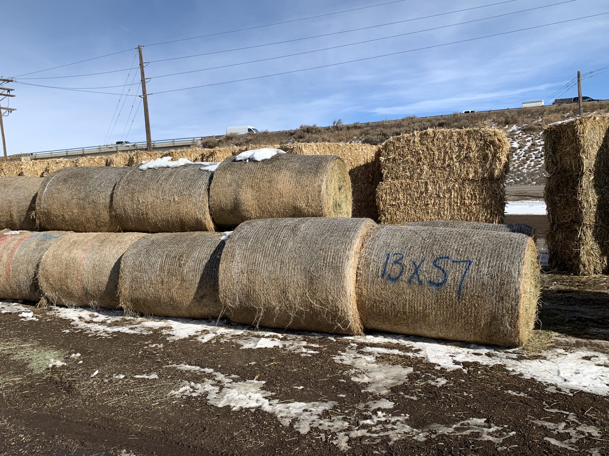 IMG_7543 Centennial Livestock Auction Co.