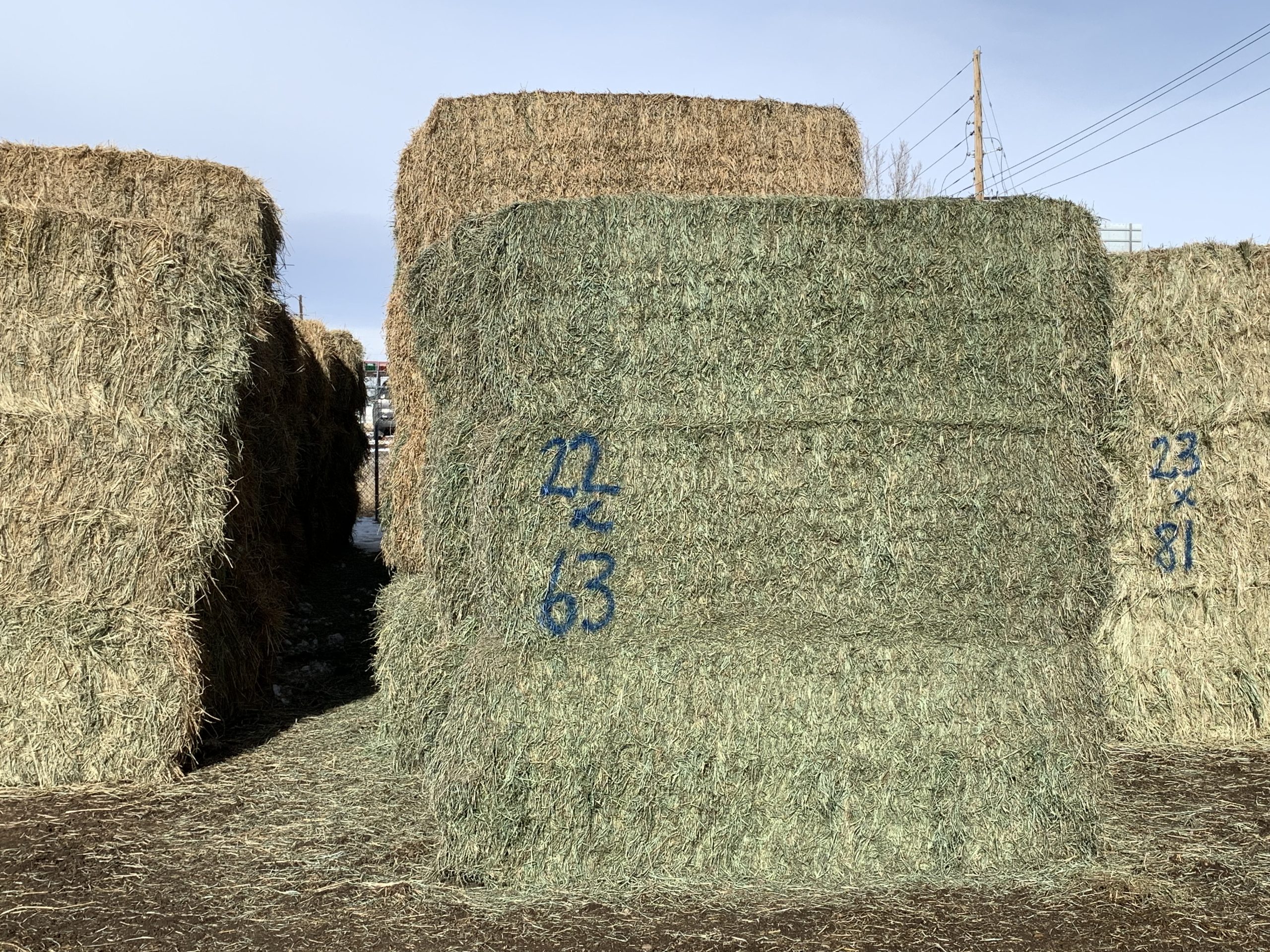 IMG_7552 Centennial Livestock Auction Co.